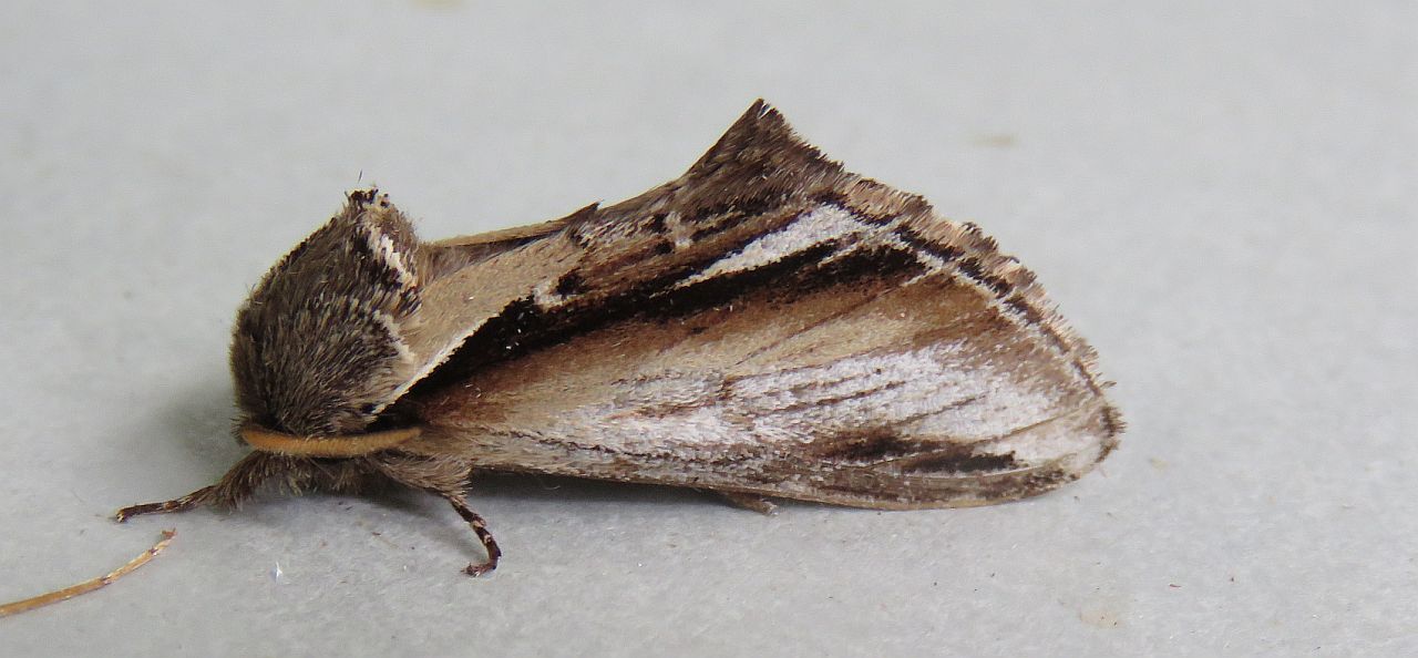  Lesser Swallow Prominent 